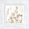 Pro Art Bild Framed Art Dried Poppies 44 Cm X 44 Cm