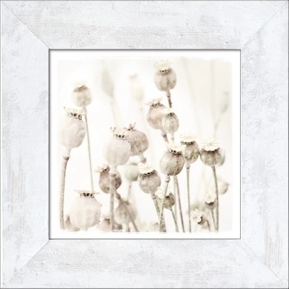 Pro Art Bild Framed Art Dried Poppies 44 Cm X 44 Cm