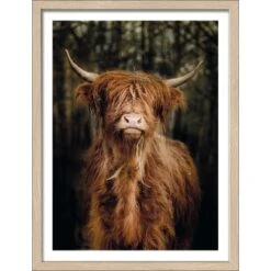 Pro Art Bild Framed Art Scottish Highland Cattle VI 40 Cm X 30 Cm